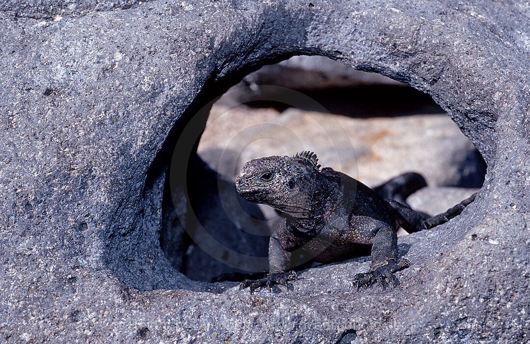 Galapagos - Meerechse