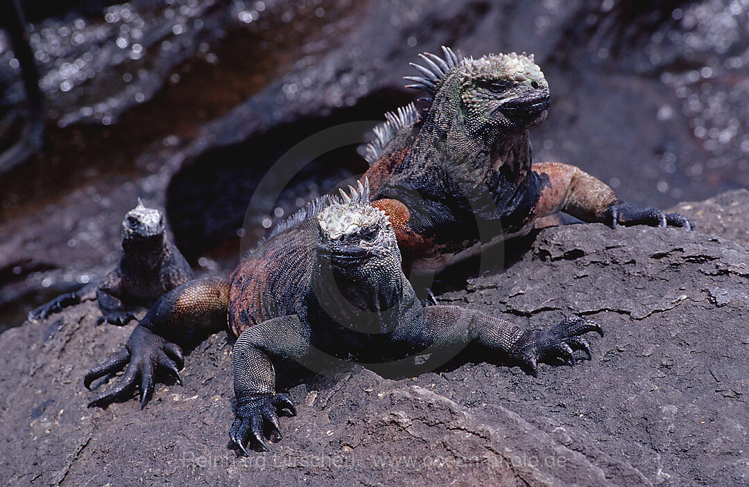 Galapagos - Meerechse