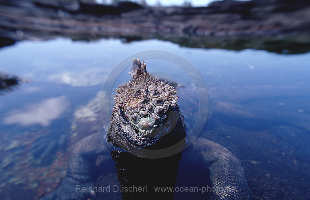 Marine Iguana