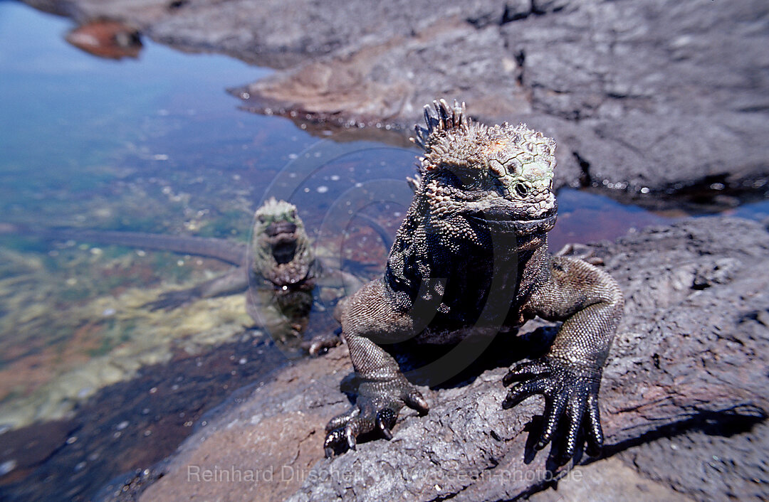 Galapagos - Meerechse, Amblyrhynchus cristatus, Galpagos, Galapagos, Pazifik, Ekuador, Ecuador, Sdamerika