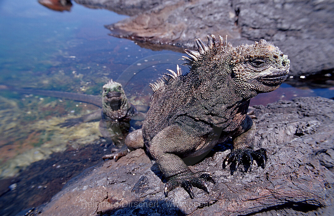 Galapagos - Meerechse, Amblyrhynchus cristatus, Galpagos, Galapagos, Pazifik, Ekuador, Ecuador, Sdamerika