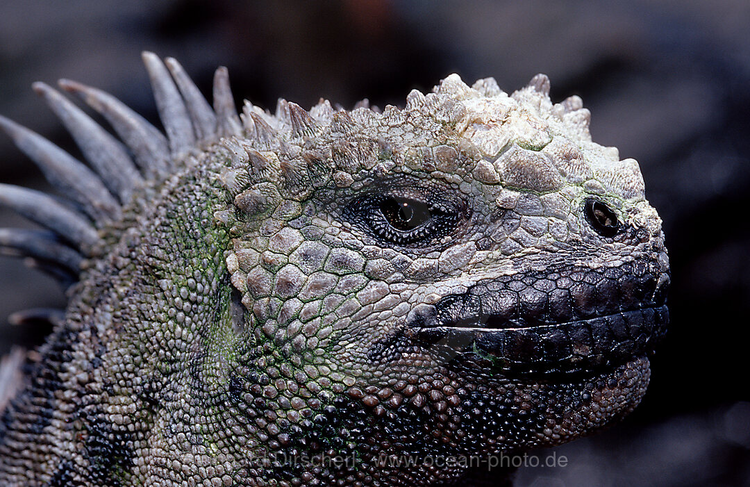 Galapagos - Meerechse, Amblyrhynchus cristatus, Galpagos, Galapagos, Pazifik, Ekuador, Ecuador, Sdamerika