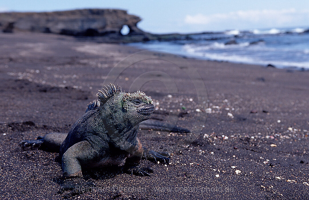 Galapagos - Meerechse, Amblyrhynchus cristatus, Galpagos, Galapagos, Pazifik, Ekuador, Ecuador, Sdamerika