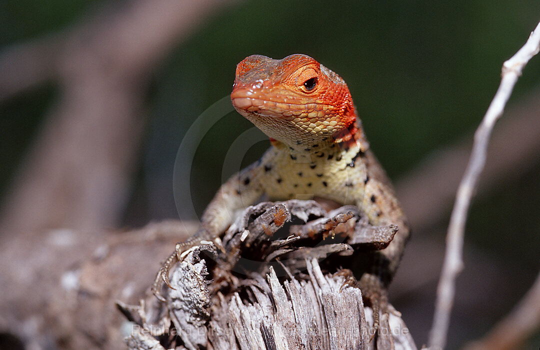 Galapagos lava lizard