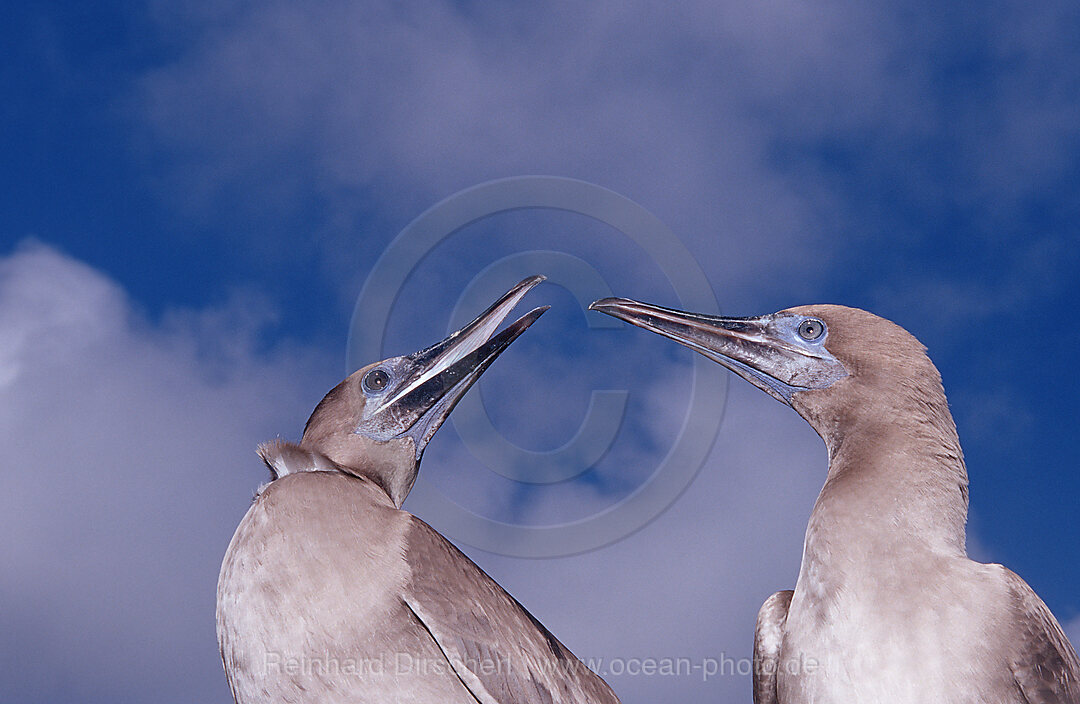 Blue-footed bobby, Sula nebouxii, Galpagos, Galapagos, Island, Pacific Ocean, Ecuador, South America