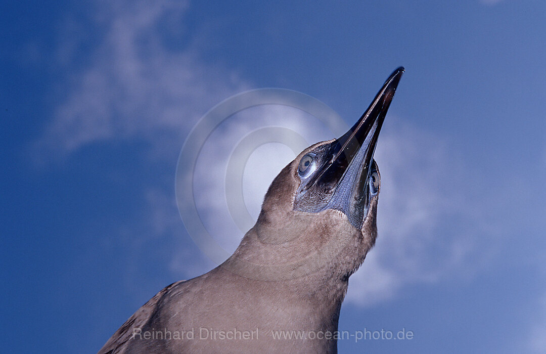 Blaufusstoelpel, Sula nebouxii, Galpagos, Galapagos, Pazifik, Ekuador, Ecuador, Sdamerika