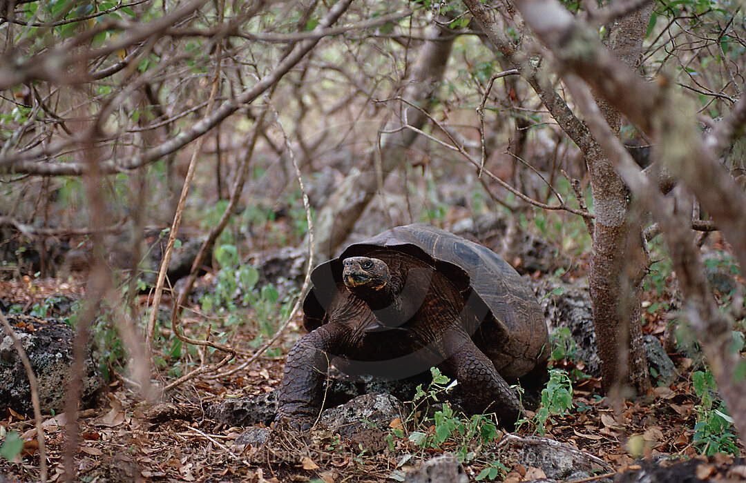 Galapagos Riesenschildkroete, Santa Cruz, Indefatigable, Geocheione elephantopus, Galpagos, Santa Cruz, Galapagos, Island, Ekuador, Ecuador, Sdamerika