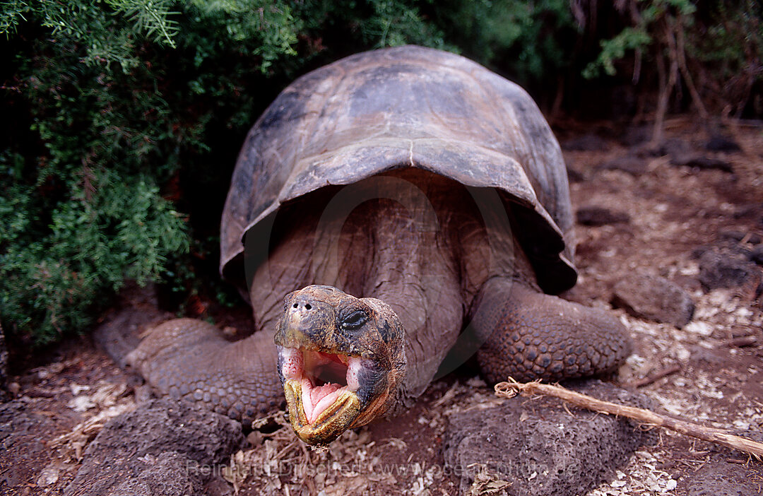 Galapagos Riesenschildkroete, Santa Cruz, Indefatigable