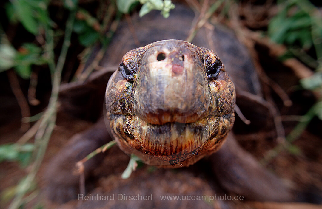 Galapagos Riesenschildkroete, Santa Cruz, Indefatigable, Geocheione elephantopus, Galpagos, Santa Cruz, Galapagos, Island, Ekuador, Ecuador, Sdamerika