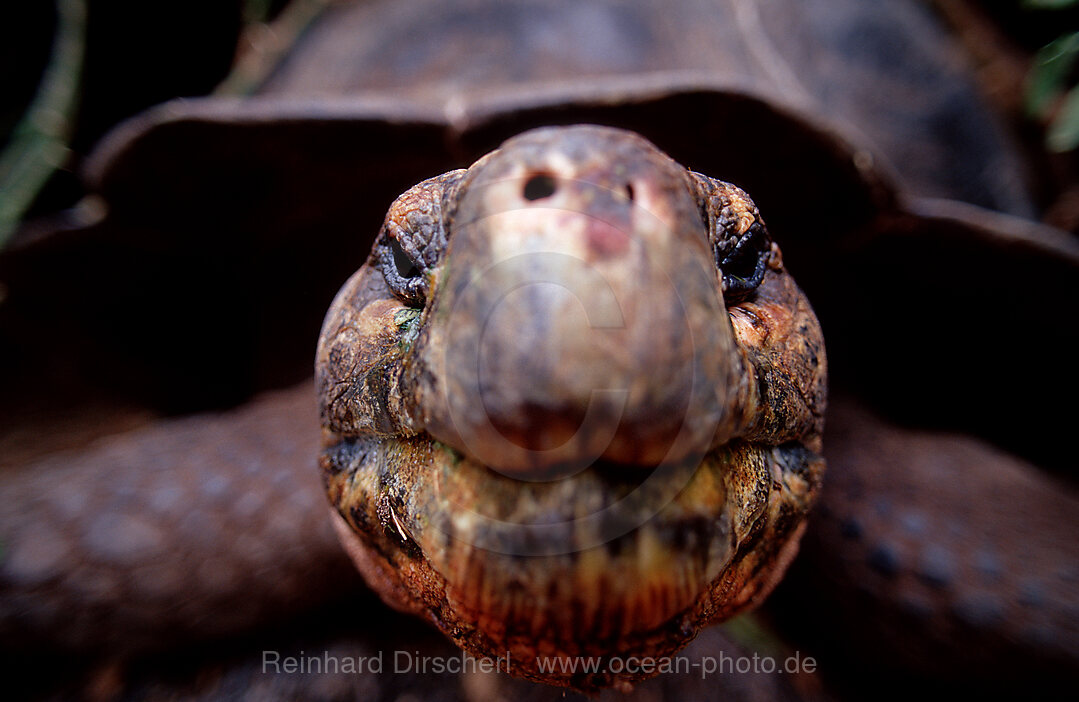 Galapagos Riesenschildkroete, Santa Cruz, Indefatigable, Geocheione elephantopus, Galpagos, Santa Cruz, Galapagos, Island, Ekuador, Ecuador, Sdamerika
