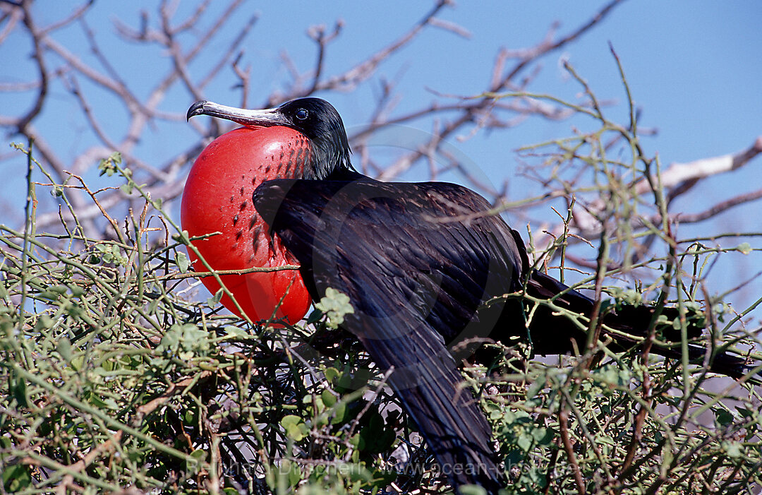 Bindenfregattvogel, Fregata minor, Galpagos, Galapagos, Pazifik, Ekuador, Ecuador, Sdamerika