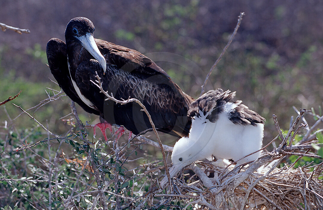Bindenfregattvogel mit Kueken im Nest
