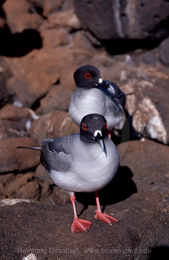 Galapagos Gabelschwanzmoewe, Creagrus furcatus, Galpagos, Galapagos, Pazifik, Ekuador, Ecuador, Sdamerika