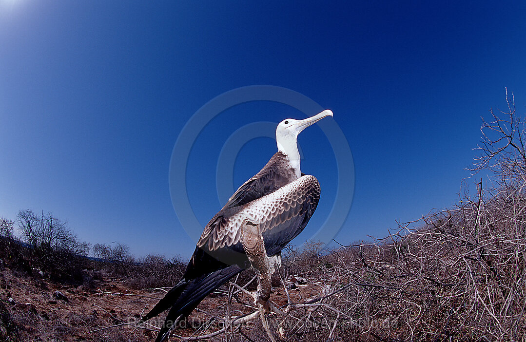 Waved Albatross, Diomedea Irrorata, Galpagos, Galapagos, Island, Pacific Ocean, Ecuador, South America