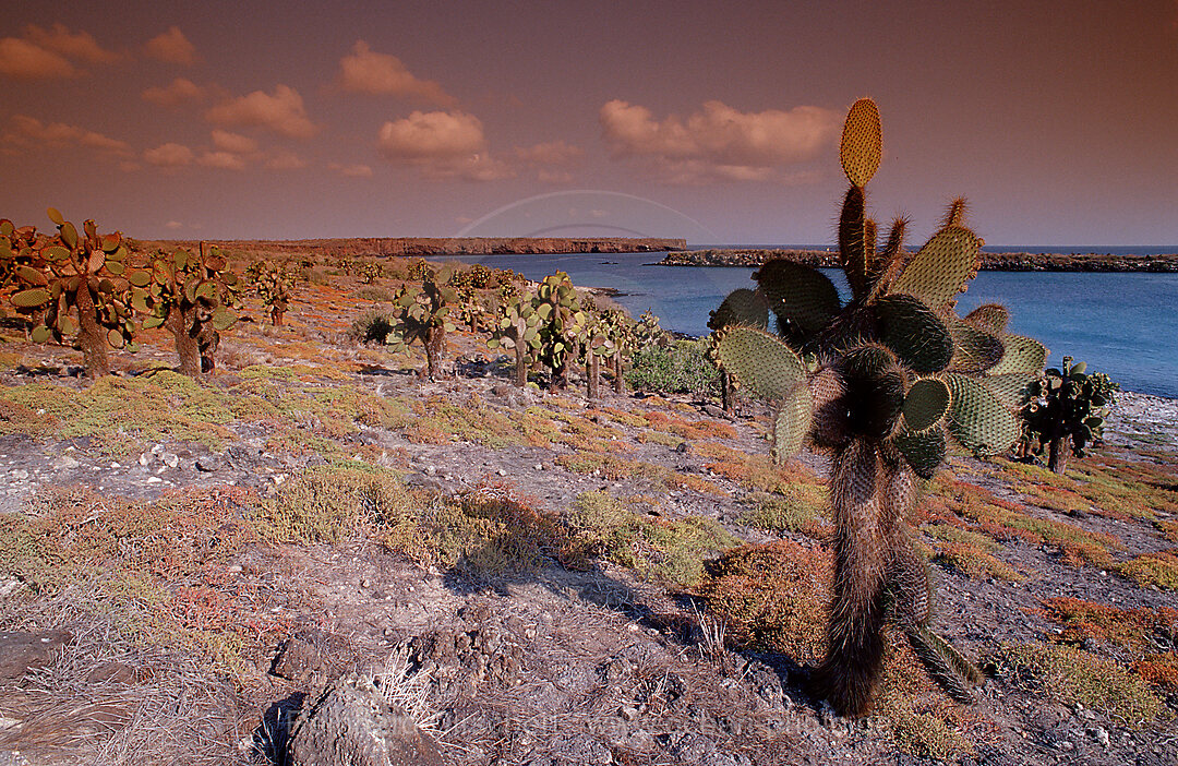 Galapagos Insel South Plaza, Plaza Sur, Galpagos, Galapagos, Pazifik, Ekuador, Ecuador, Sdamerika