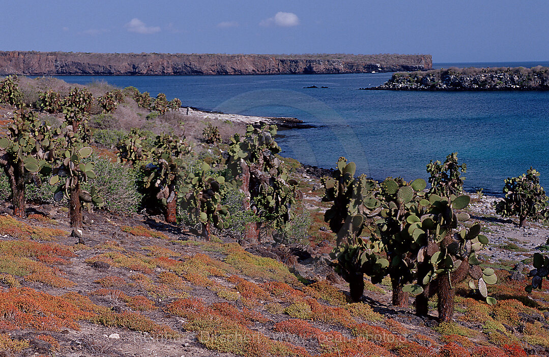 Galapagos Insel South Plaza, Plaza Sur, Galpagos, Galapagos, Pazifik, Ekuador, Ecuador, Sdamerika