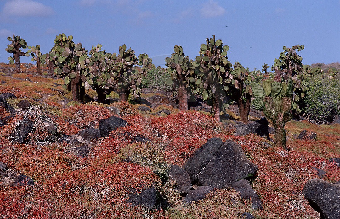 Galapagos Insel South Plaza, Plaza Sur, Galpagos, Galapagos, Pazifik, Ekuador, Ecuador, Sdamerika