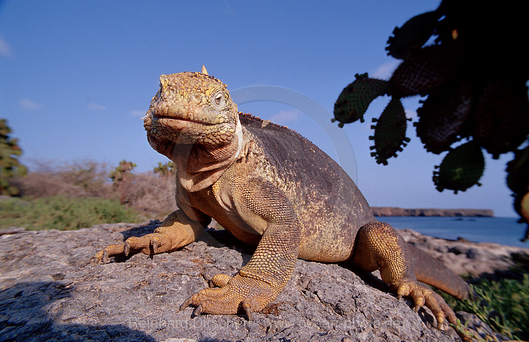 Galapagos Landleguan, Drusenkopf, CONOLOPHUS SUBCRISTATUS, Galpagos, Galapagos, Island, Plaza Sur, Ekuador, Ecuador, Sdamerika