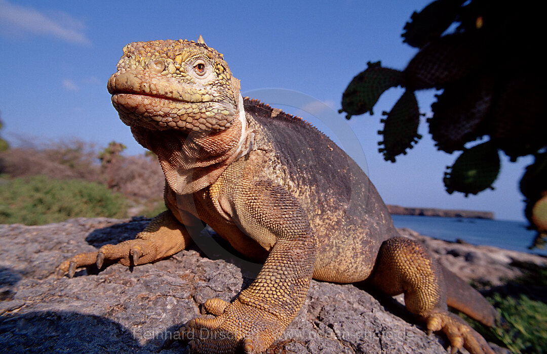 Galapagos Landleguan, Drusenkopf, CONOLOPHUS SUBCRISTATUS, Galpagos, Galapagos, Island, Plaza Sur, Ekuador, Ecuador, Sdamerika