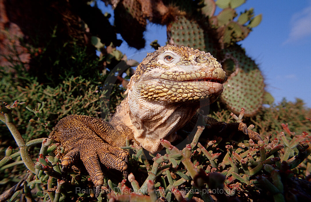 Galapagos Landleguan, Drusenkopf