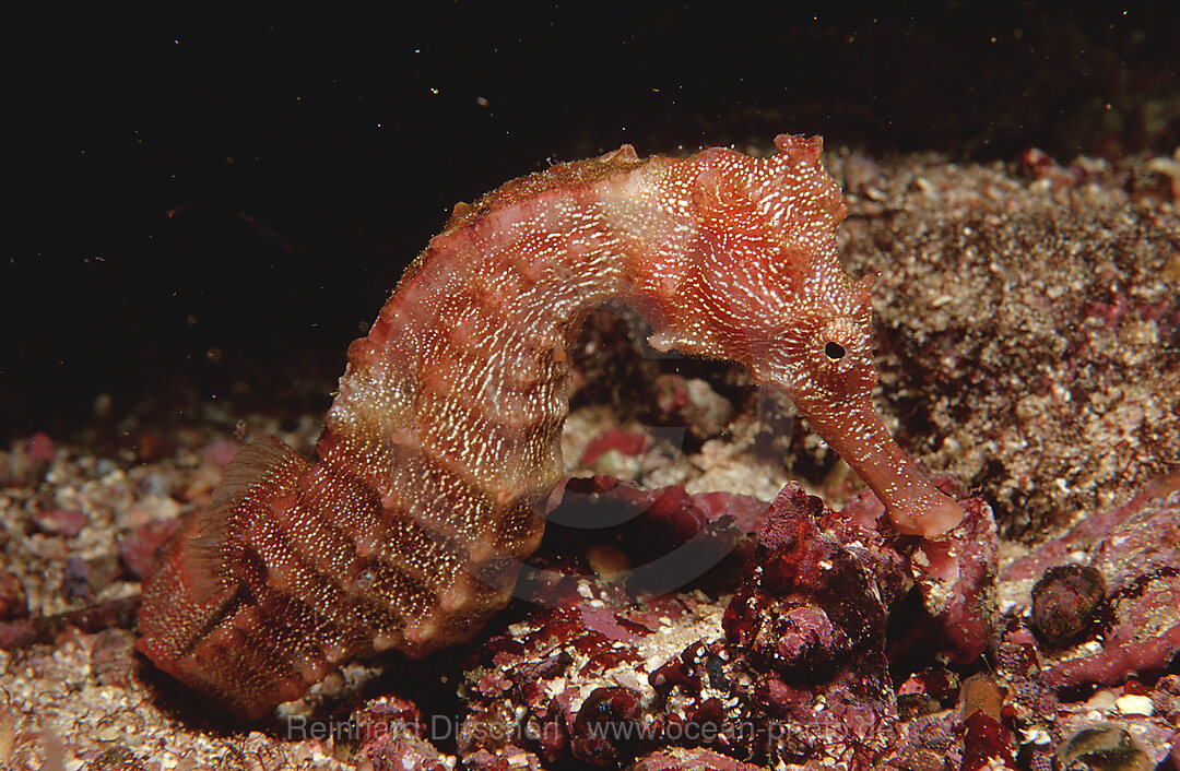 Langschnaeuziges Seepferdchen, Hippocampus reidi, Galpagos, Galapagos, Pazifik, Ekuador, Ecuador, Sdamerika