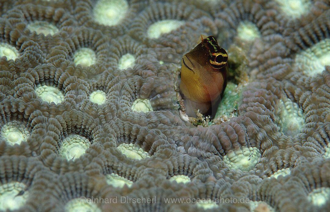Bath´s clown blenny