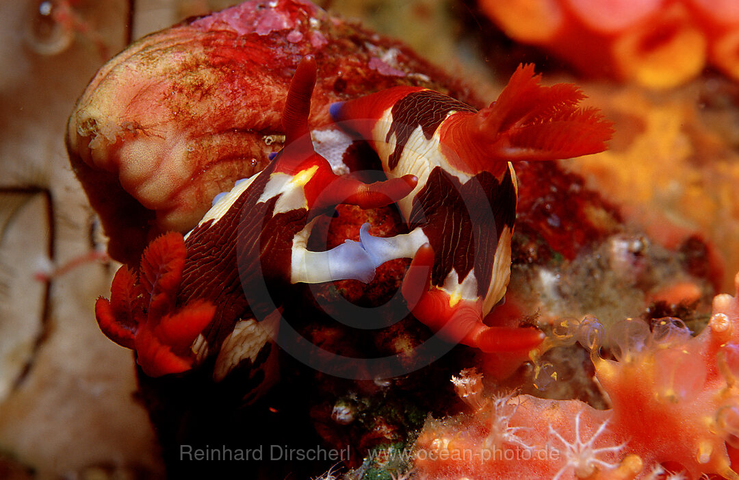 Mating nudibranches, Neon slugs, Nembrotha rutilans, Indian Ocean, Komodo National Park, Indonesia