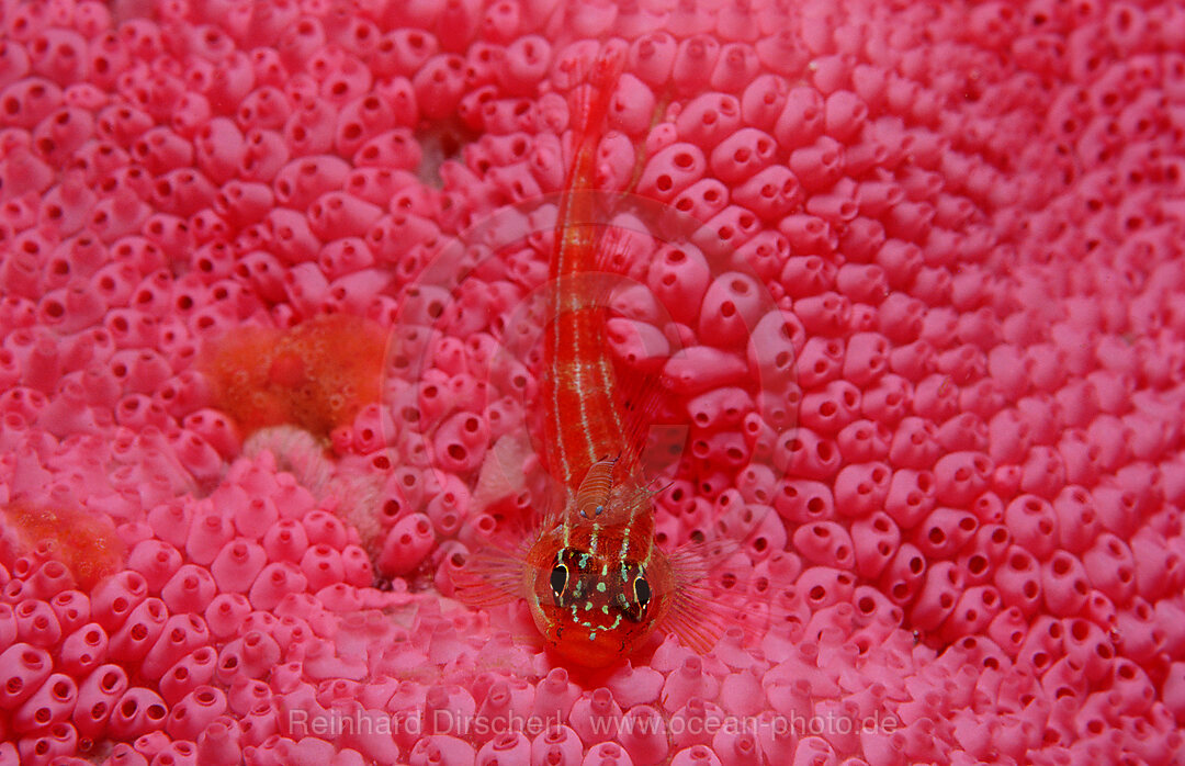 Striped triplefin, Helcogramma striata, Indian Ocean, Komodo National Park, Indonesia