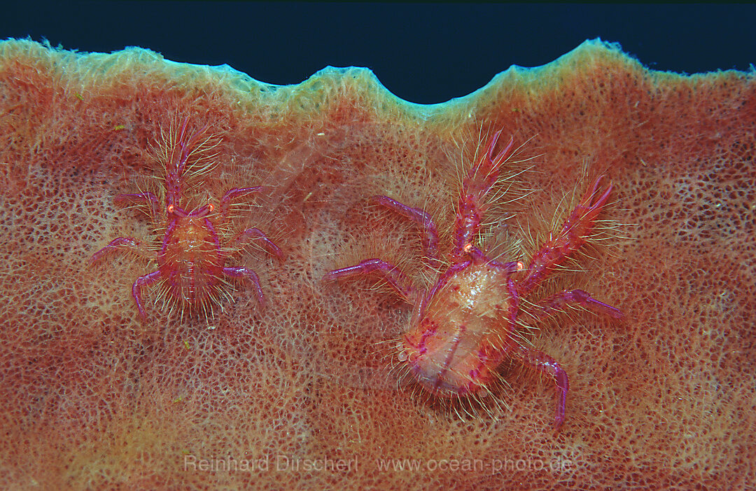 pair of squat lobsters on a sponge, Lauriea siagiani, Indian Ocean, Komodo National Park, Indonesia