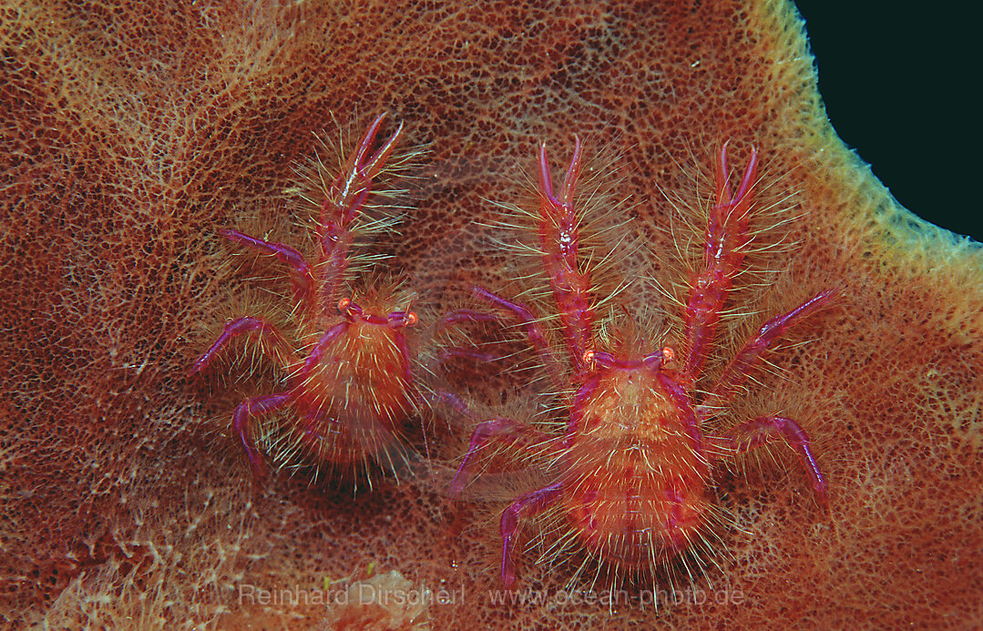 pair of squat lobsters on a sponge, Lauriea siagiani, Indian Ocean, Komodo National Park, Indonesia