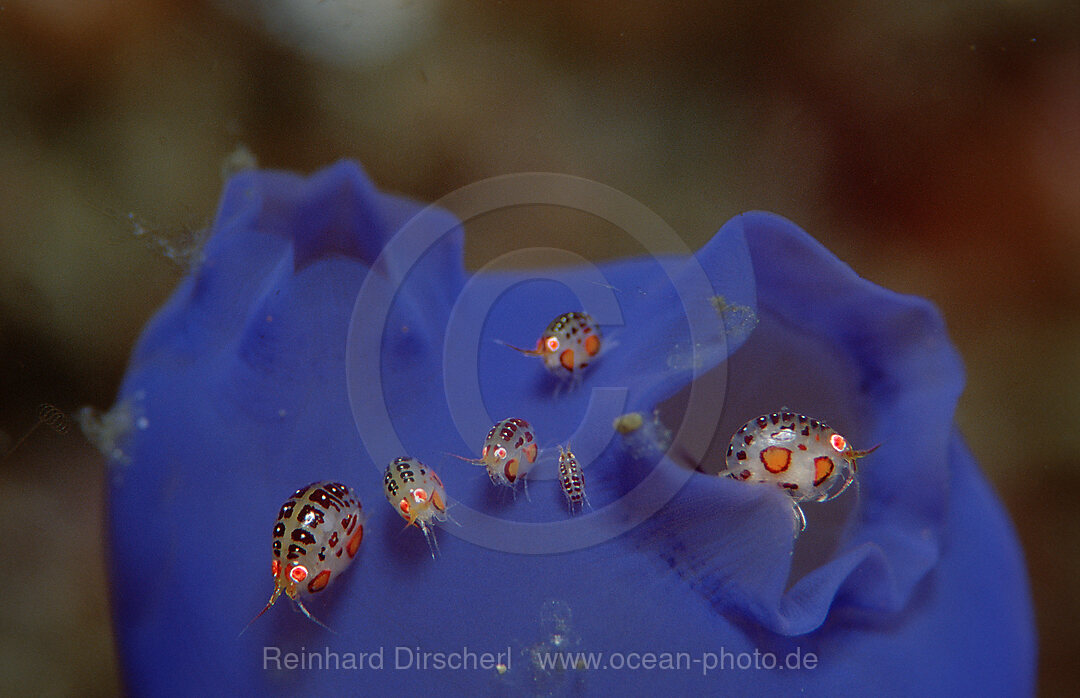 Gammaride on blue sea squirt, Cyproidea sp., Indian Ocean, Komodo National Park, Indonesia