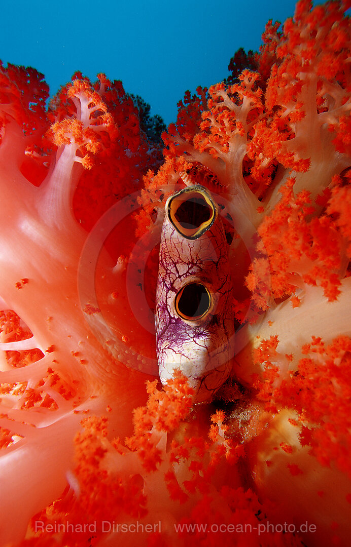 Sea squirt and soft coral