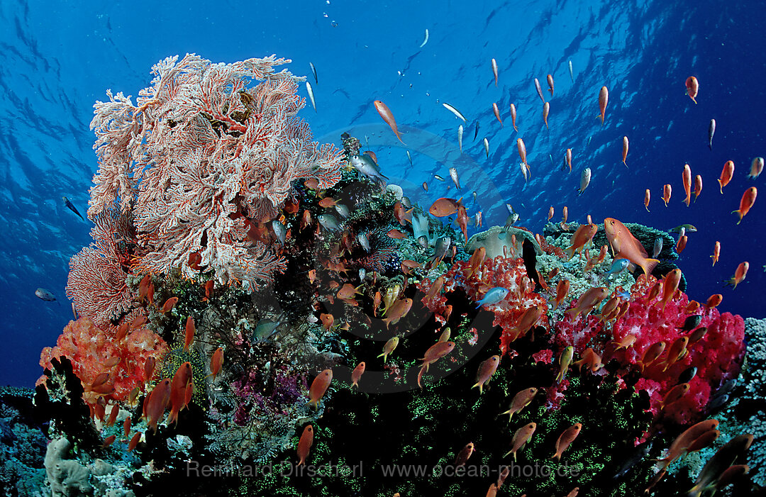 Coral reef, Indian Ocean, Komodo National Park, Indonesia