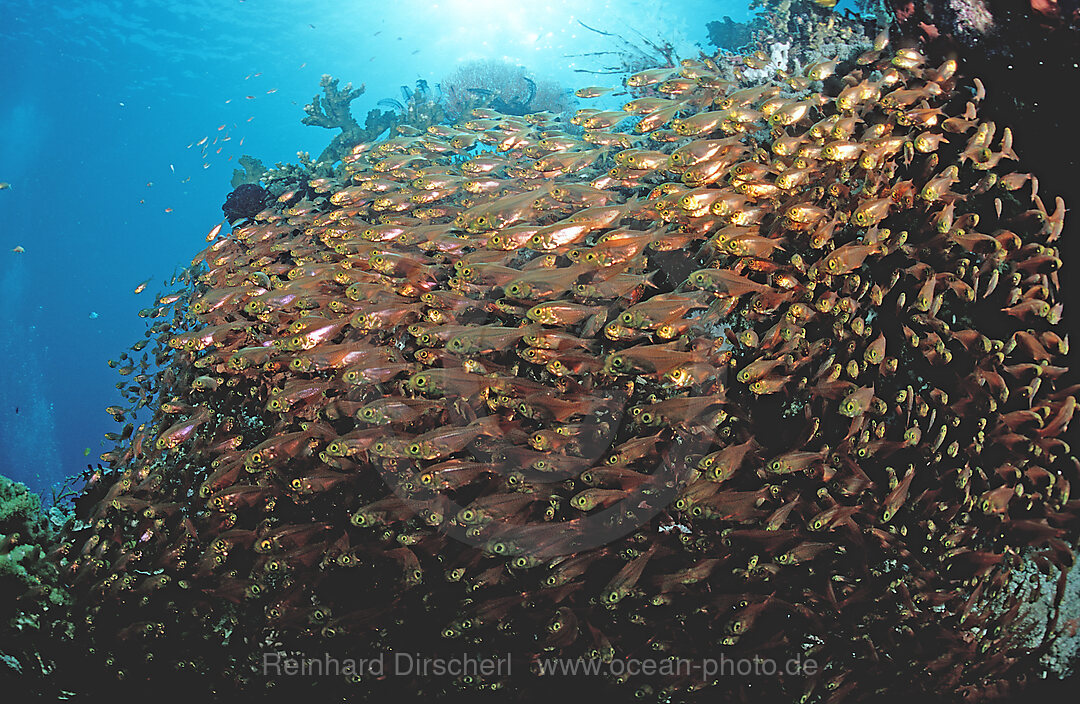 Schooling Pygmy sweeper, Parapriacanthus ransonneti, Indian Ocean, Komodo National Park, Indonesia