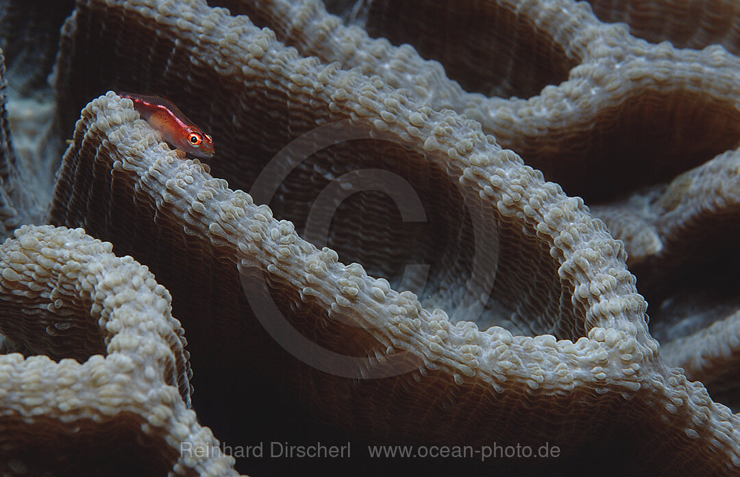 Common ghost goby on hard coral, Pleurosicya mossambica, Indian Ocean, Komodo National Park, Indonesia