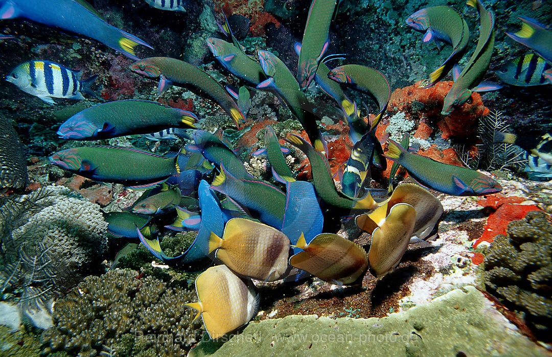 Twotone wrasses eat eggs, Thalassoma lunare, Indian Ocean, Komodo National Park, Indonesia