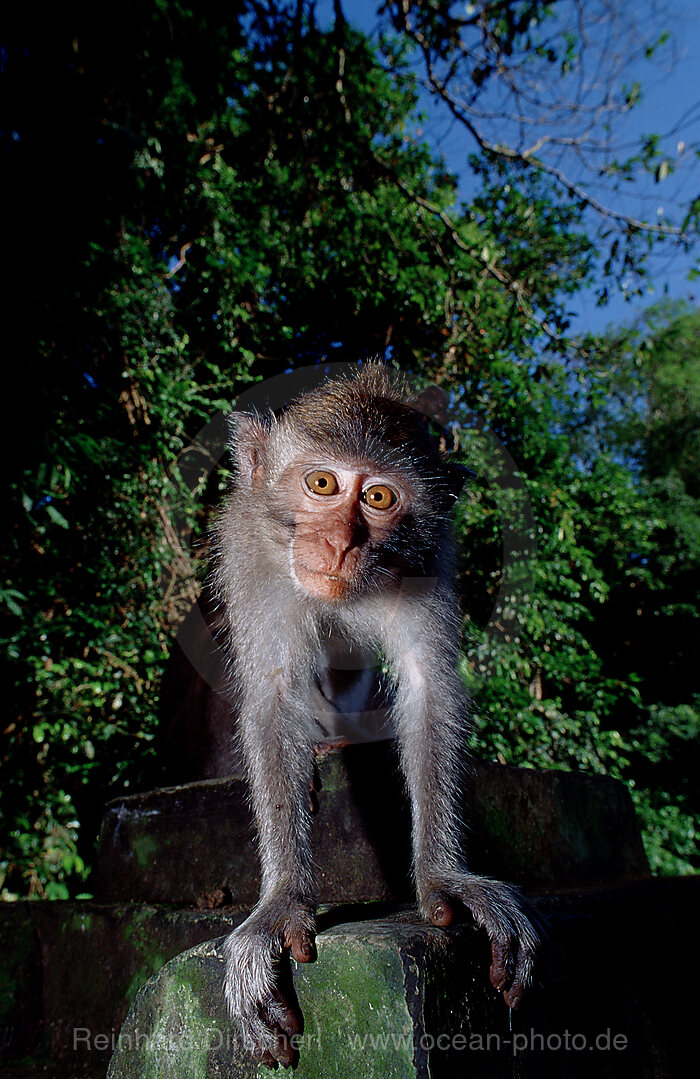 Java monkey with baby, Macaca fasciularis, Indian Ocean, Bali, Indonesia