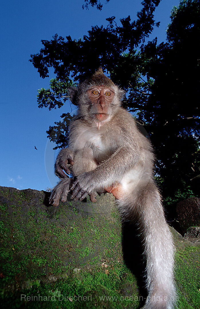 Javaner Affe mit Baby, Makake, Makaken