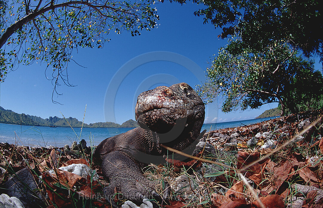 Komodo Waran, Komodo-Waran