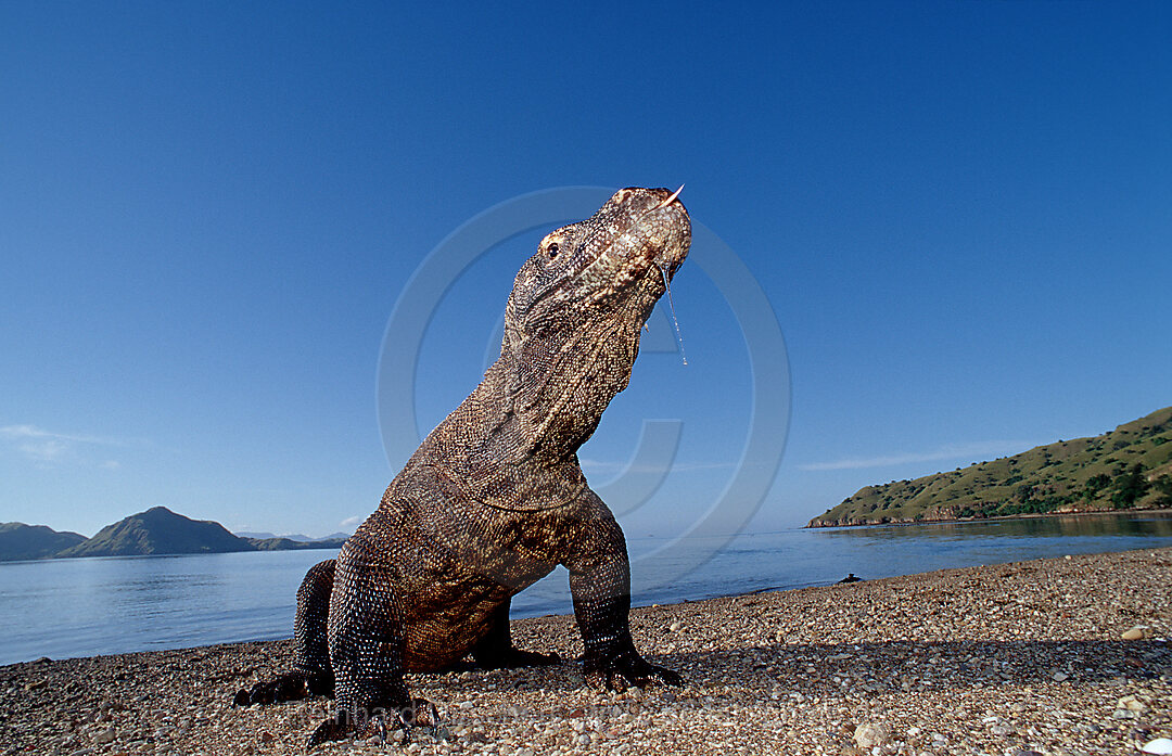 Komodo dragon in natural environment, Varanus komodoensis, Indian Ocean, Komodo National Park, Indonesia