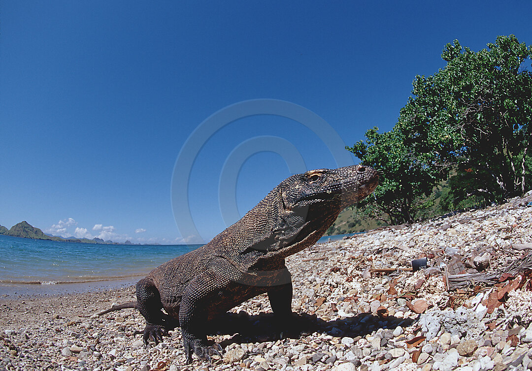 Komodo dragon in natural environment, Varanus komodoensis, Indian Ocean, Komodo National Park, Indonesia