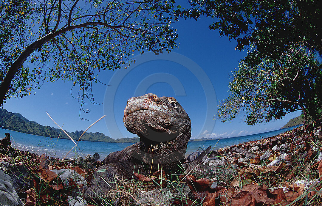 Komodo dragon in natural environment, Varanus komodoensis, Indian Ocean, Komodo National Park, Indonesia