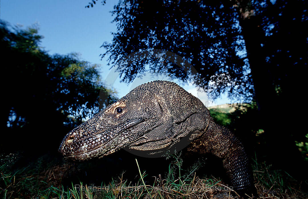 Komodo dragon in natural environment, Varanus komodoensis, Indian Ocean, Komodo National Park, Indonesia