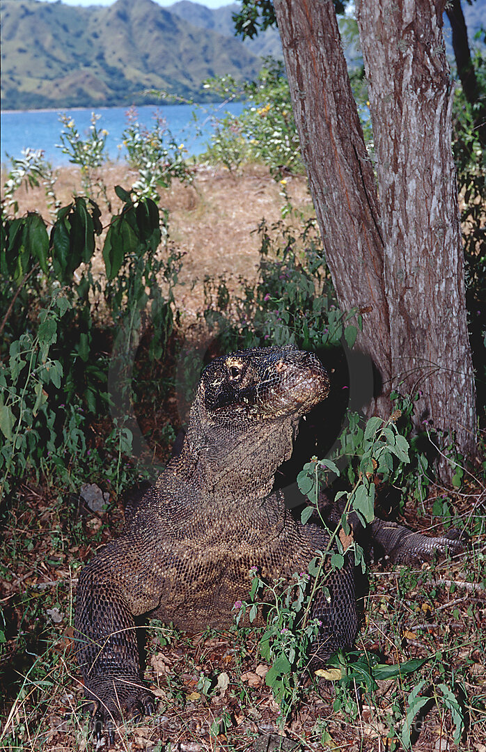 Komodo dragon in natural environment, Varanus komodoensis, Indian Ocean, Komodo National Park, Indonesia