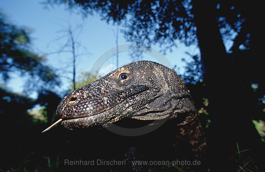 Komodo dragon in natural environment, Varanus komodoensis, Indian Ocean, Komodo National Park, Indonesia