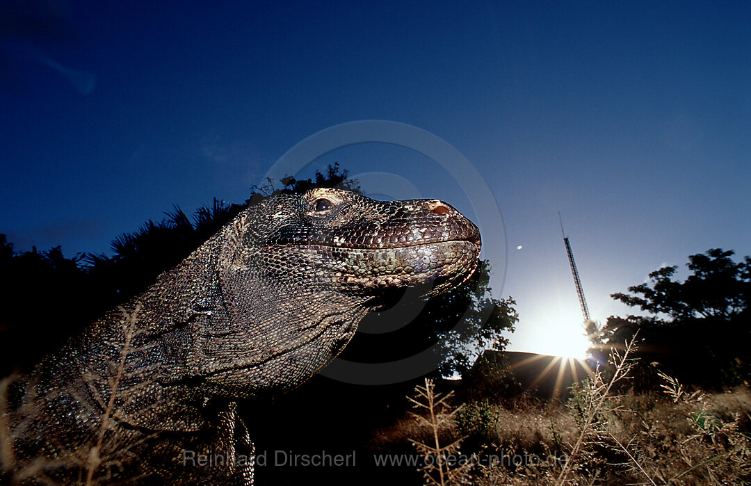 Komodo dragon in natural environment, Varanus komodoensis, Indian Ocean, Komodo National Park, Indonesia