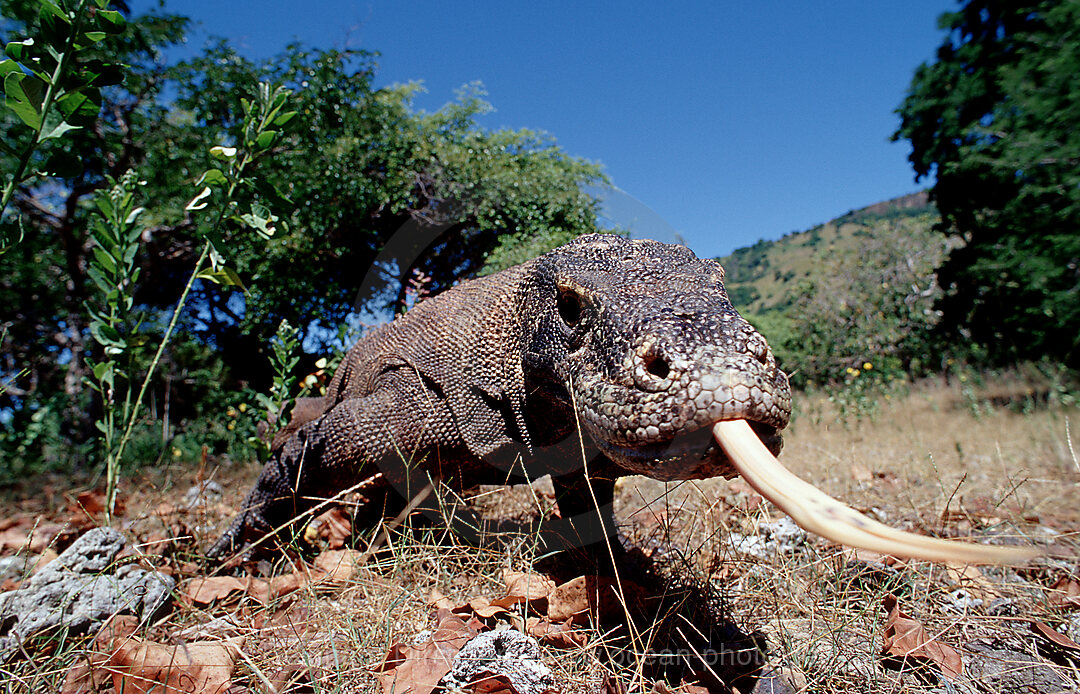 Komodo dragon in natural environment, Varanus komodoensis, Indian Ocean, Komodo National Park, Indonesia