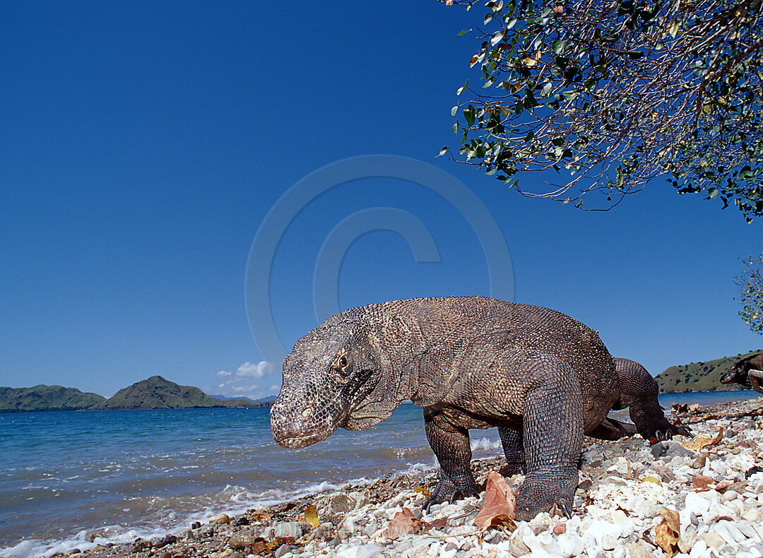 Komodo dragon in natural environment, Varanus komodoensis, Indian Ocean, Komodo National Park, Indonesia