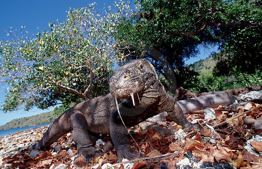 Komodo dragon in natural environment, Varanus komodoensis, Indian Ocean, Komodo National Park, Indonesia