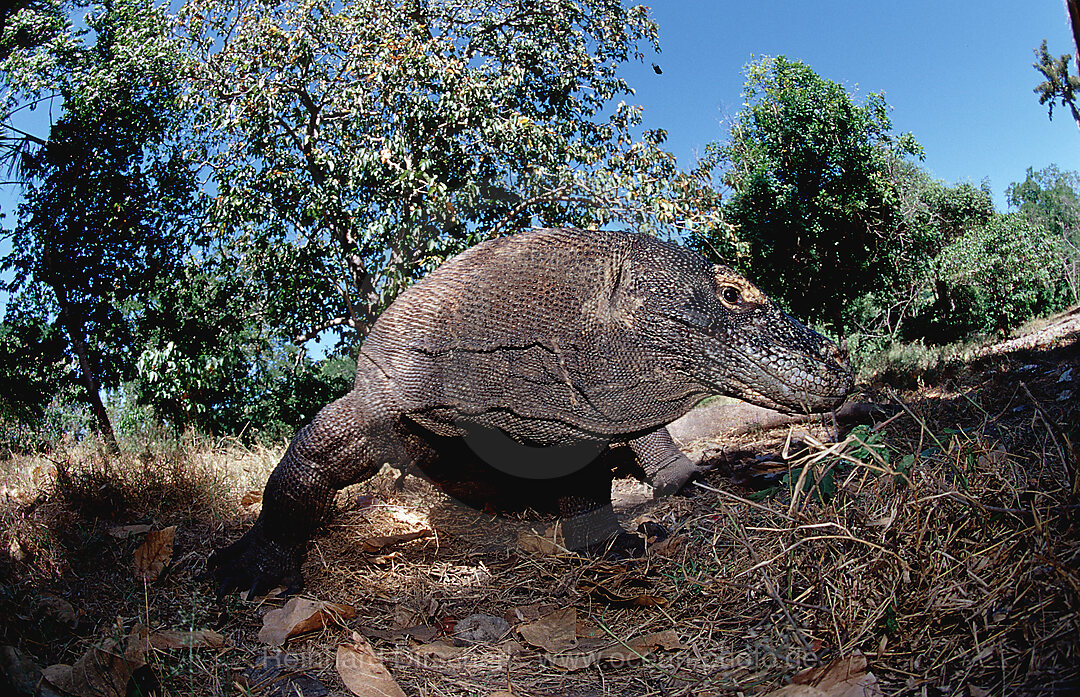 Komodo dragon in natural environment, Varanus komodoensis, Indian Ocean, Komodo National Park, Indonesia